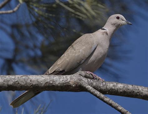 Eurasian Collared Dove San Diego Bird Spot