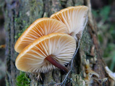 Velvet Shank One Of The Finest Winter Edible Fungi