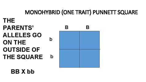The monohybrid cross problems 2 worksheets has worked for my students. Amoeba Sisters Monohybrid Worksheet / Solution Amoeba ...