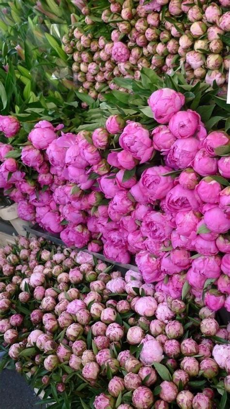 We did not find results for: Peonies in a French flower market | French flowers, Plants ...