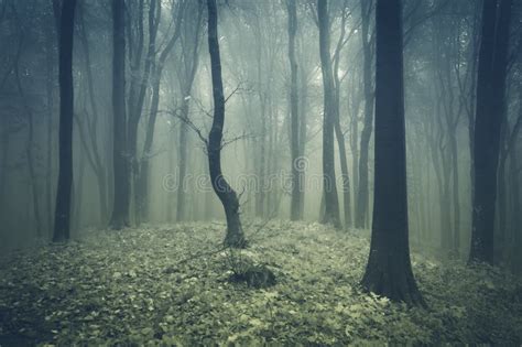 Surreal Forest With Fog Stock Image Image Of Rain Mystical 40600755