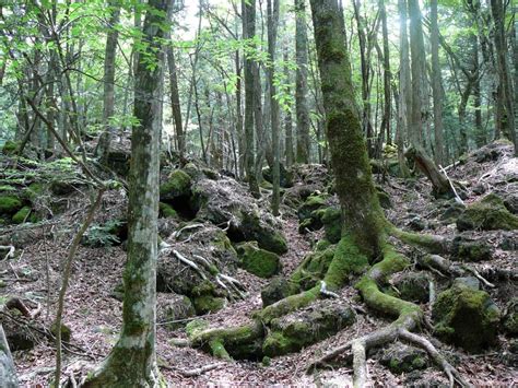Aokigahara Forest Trekking Tour Klook
