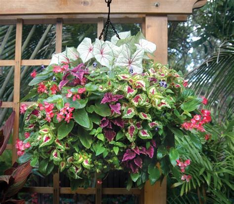 Why choose a bloomaround basket? Hanging Basket for partial shade | Hanging garden, Hanging ...