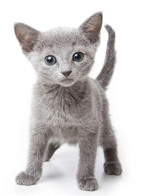 Russian Blue Cat Breed Information Center A Guide To The
