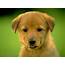 Free Puppy Wallpapers For Computer  Wallpaper Cave