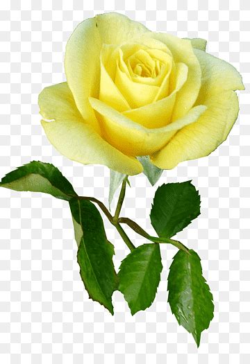 Free Download Rose Yellow Single Stem Flower Png Pngwing