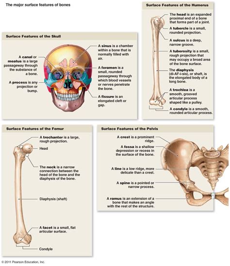 Skeletal System Anatomy Human Anatomy And Physiology Anatomy And