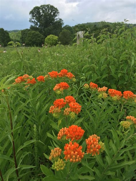 Many find butterfly weed (asclepias tuberosa), with its bright orange flowers, a more attractive type of milkweed than the common milkweed. Meet the Plant: Butterfly Milkweed