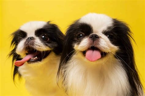 Japanese Chin Small Empathetic Dogs With Minimal Exercise Needs