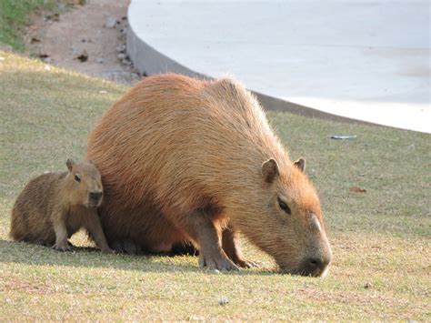 Capybaras As Pets Can You Do This And Should You The Pet Savvy