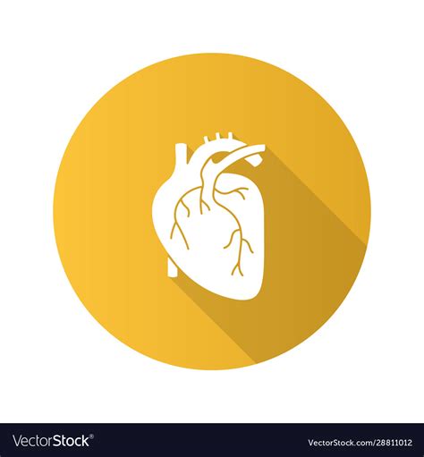 Human Heart Anatomy Flat Design Long Shadow Glyph Vector Image