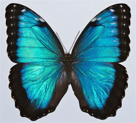 Blue Morpho Morpho Peleides Blue Morpho Butterfly Morpho Butterfly