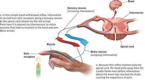 The cns is the site for processing the information. Diagram of skin receptor notifying sensory neuron of flame ...