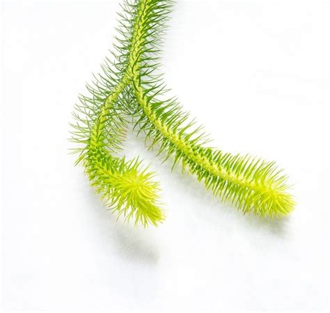 Phlegmariurus squarrosus is a species of lycophyte in the family lycopodiaceae. Lycopodium squarrosum