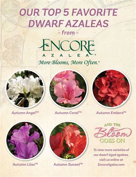 They come in many colors, notably hot pink and white and can easily grow tall enough to cover a window or door. 17 Best images about Encores in the Landscape on Pinterest ...