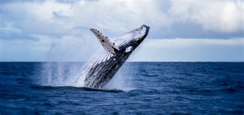 اسئلة ذكاء للكبار مع الجواب. شاهد حقائق غريبة عن الحوت الأزرق.. أضخم حيوان على كوكب ...