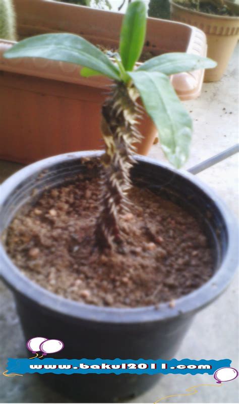 Tanduk yang tajam dan kuat Tanam Kaktus Kalau Malas Bela Pokok - Bakul2011.com