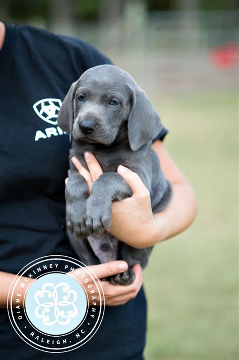 Puppies are anticipated to arrive in late october. Weimaraner puppies | Diane McKinney Photography | Raleigh NC
