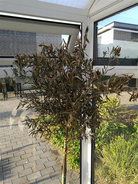 In a cultivated tree, these are how can the natural branches who appear as dead be made jealous if the wild branches regard them with contempt or apathy? watering - My olive tree's leaves have dried out but ...
