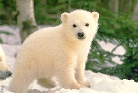 10 Interesting Polar Bear Facts My Interesting Facts