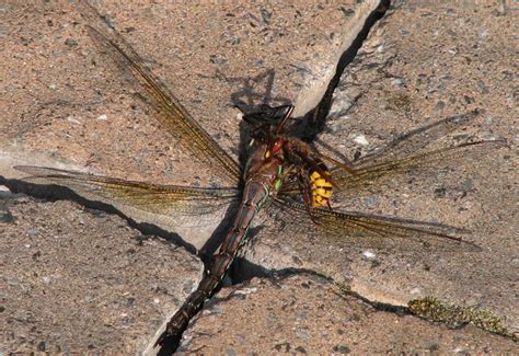 How to treat cicada killer nests. European Hornet Kills Dragonfly - What's That Bug?