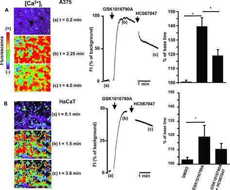 A Changes Of Intracellular Calcium Ca 2 I In Response To Trpv4