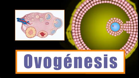 Ovogénesis y Desarrollo folicular Cómo se forman los ovocitos YouTube