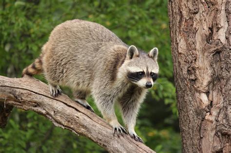 Learn About And Prevent Wildlife Problems In Spring Animal Control