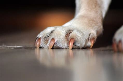 7 Dog Paw Problems Causes Symptoms And Treatment With Pictures
