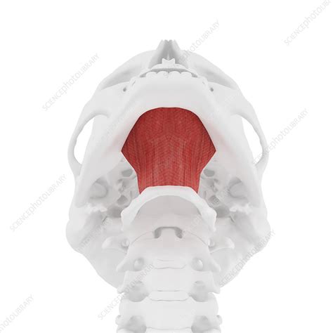 Mylohyoid Muscle Illustration Stock Image F0257156 Science