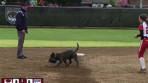 Live Animal Mascots - YouTube