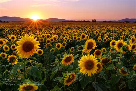 Sunflower Sunset By Timothy Eberly 500px
