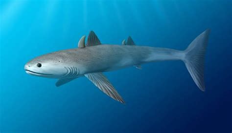 Shark Evolution A 450 Million Year Timeline 2022