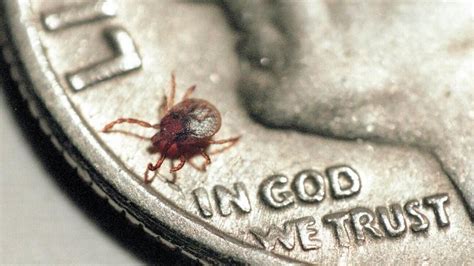 Tick Borne Illnesses Lyme Disease Rocky Mountain Spotted Fever A