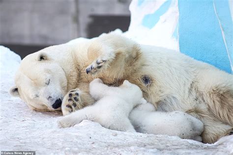 Two Polar Bear Cubs Frolic In The Snow With Their Patient Mother At A