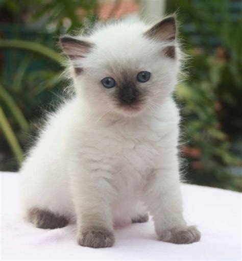 Unbelievably Cute Ragdoll Kitten We Now Have One Of Our Own That
