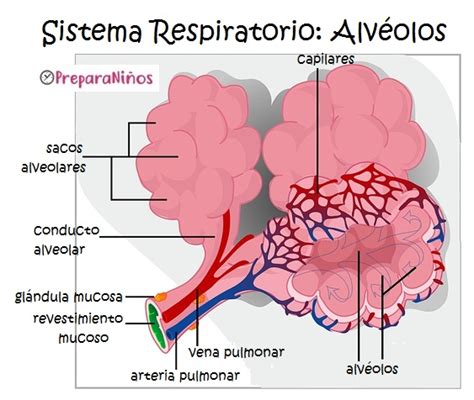 Sistema Respiratorio Para Niños Qué Son Los Alvéolos Pulmonares