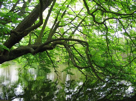 Tree Reflection Free Photo Download Freeimages