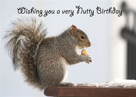 Happy Birthday Squirrel Song Annalee1111 Happy Birthday Funny