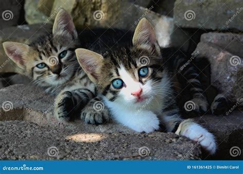 Two Adorable Tabby Kittens Laying Together On The Ground Stock Image