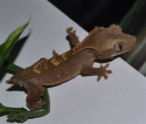 Only due to this fact giecos is able to provide loans to members at a cheaper rate of interest than any financial institutions, this is a real achievement, and giecos would like to give the entire credit of this achievement to its esteemed members, well wishers, investors, retired members, dedicated staff members and all stakeholders. Crested Geckos Blog: December Crested Gecko Update