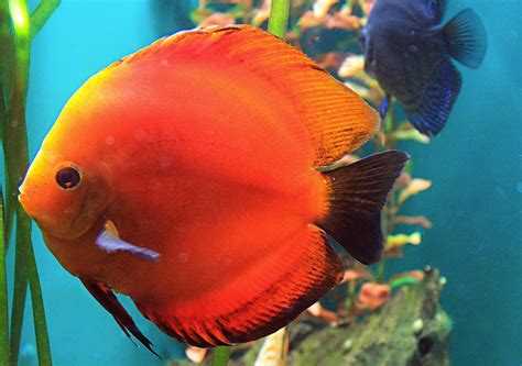 (на 1 ампулу 2,2 мл (=2,2 г)). Echter Diskus, Heckel-Diskus (Symphysodon discus ...