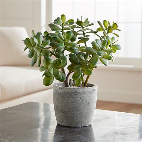 That being said, if they get lots of sunlight, they will do fine in temperatures that are higher than this. 5 Indoor Plants To Bring Sheer Good Luck To The House | My ...