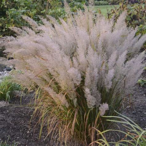 Korean Feather Reed Grass 5 Container Grimms Gardens