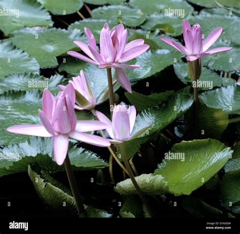 Seerose Nymphaea Stellata Wasserpflanzen Stockfotografie Alamy