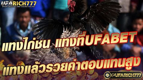 แทงไก่ชน แทงที่ไหน แทงที่ได้ที่ค่ายไหน หาเว็บแทงไก่ชน ที่มี เหล่าคน