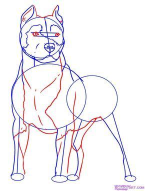 How To Draw A Pitbull by Dawn con imágenes Dibujo de animales