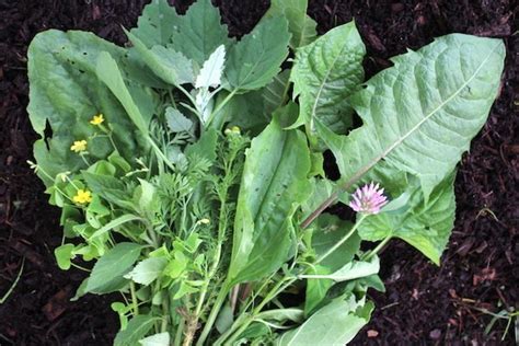 Check spelling or type a new query. 20+ Edible Weeds in Your Garden (with recipes!)