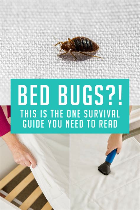 How To Get Rid Of Bed Bugs And Other Crucial Bed Bug Tips