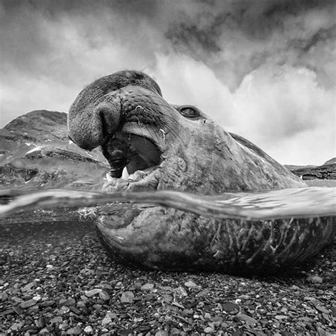 Paul Nicklen Paulnicklen Instagram Photos And Videos Antarctica